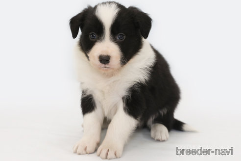 成約済の神奈川県のボーダーコリー-359941の3枚目